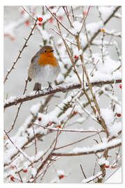 Sticker mural Rouge-gorge dans la neige