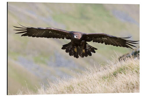 Aluminium print Golden eagle, Aquila chrysaetos, flying over moorland, captive, UK