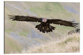 Aluminium print Golden eagle, Aquila chrysaetos, flying over moorland, captive, UK