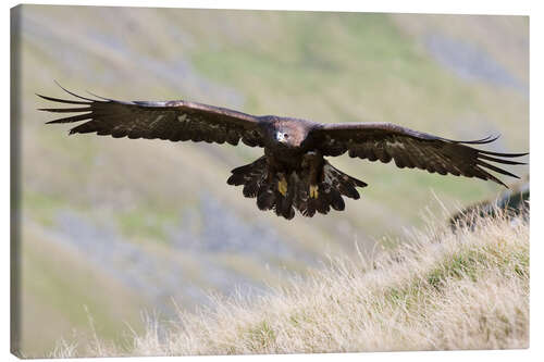 Canvas print Golden eagle, Aquila chrysaetos, flying over moorland, captive, UK