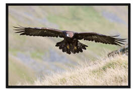 Gerahmter Kunstdruck Steinadler, Aquila chrysaetos, fliegt über Moorlandschaften