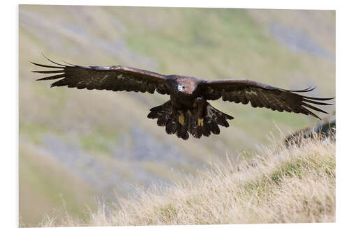 Foam board print Golden eagle, Aquila chrysaetos, flying over moorland, captive, UK