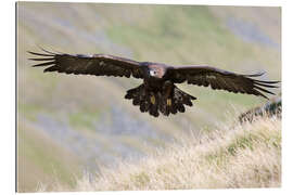 Gallery print Golden eagle, Aquila chrysaetos, flying over moorland, captive, UK