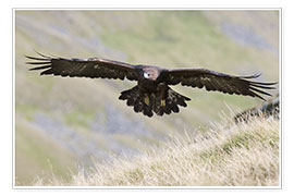 Tavla  Golden eagle, Aquila chrysaetos, flying over moorland, captive, UK - Ann &amp; Steve Toon