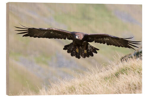 Holzbild Steinadler, Aquila chrysaetos, fliegt über Moorlandschaften