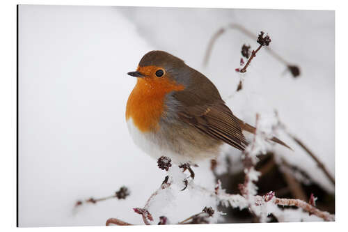 Aluminium print Robin in winter