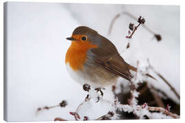 Canvas print Robin in winter