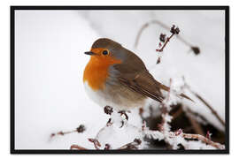 Gerahmter Kunstdruck Rotkehlchen im Winter