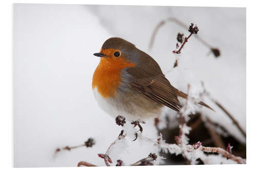 Foam board print Robin in winter