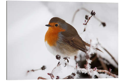 Galleriprint Robin in winter