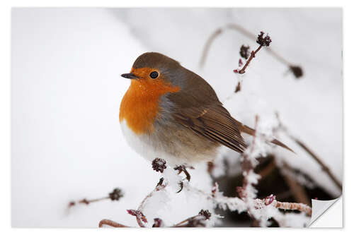 Wall sticker Robin in winter