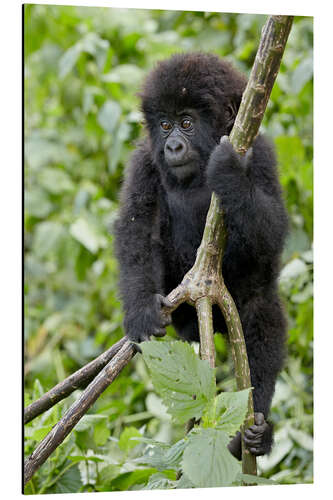 Aluminium print Infant mountain gorilla (Gorilla gorilla beringei) from the Kwitonda group climbing a vine, Volcanoe