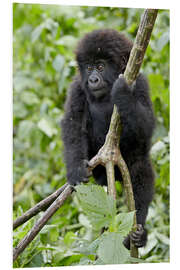 Foam board print Infant mountain gorilla (Gorilla gorilla beringei) from the Kwitonda group climbing a vine, Volcanoe