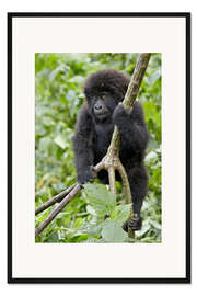 Gerahmter Kunstdruck Infant mountain gorilla (Gorilla gorilla beringei) from the Kwitonda group climbing a vine, Volcanoe