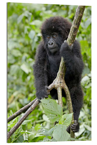 Quadro em plexi-alumínio Infant mountain gorilla (Gorilla gorilla beringei) from the Kwitonda group climbing a vine, Volcanoe