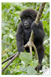 Selvklebende plakat Infant mountain gorilla (Gorilla gorilla beringei) from the Kwitonda group climbing a vine, Volcanoe