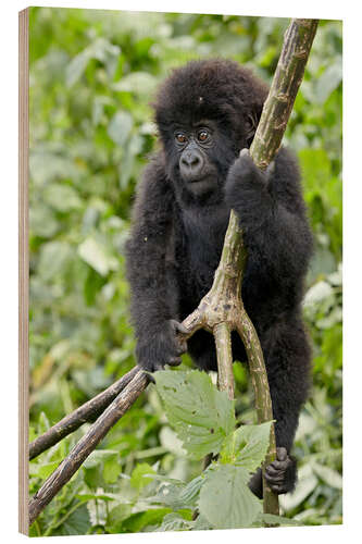 Holzbild Infant mountain gorilla (Gorilla gorilla beringei) from the Kwitonda group climbing a vine, Volcanoe