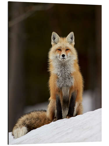 Aluminiumtavla Red Fox (Vulpes vulpes) (Vulpes fulva) in the snow, Grand Teton National Park, Wyoming, United State