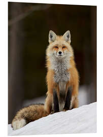 Foam board print Red Fox (Vulpes vulpes) (Vulpes fulva) in the snow, Grand Teton National Park, Wyoming, United State