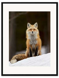 Kehystetty taidepainatus Red Fox (Vulpes vulpes) (Vulpes fulva) in the snow, Grand Teton National Park, Wyoming, United State