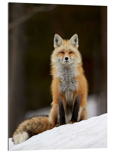 Galleriprint Red Fox (Vulpes vulpes) (Vulpes fulva) in the snow, Grand Teton National Park, Wyoming, United State