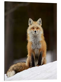 Gallery print Red Fox (Vulpes vulpes) (Vulpes fulva) in the snow, Grand Teton National Park, Wyoming, United State