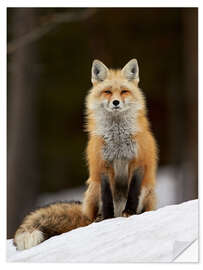 Selvklebende plakat Red Fox (Vulpes vulpes) (Vulpes fulva) in the snow, Grand Teton National Park, Wyoming, United State