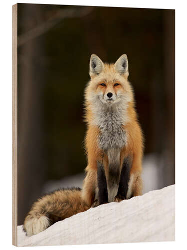 Wood print Red Fox (Vulpes vulpes) (Vulpes fulva) in the snow, Grand Teton National Park, Wyoming, United State