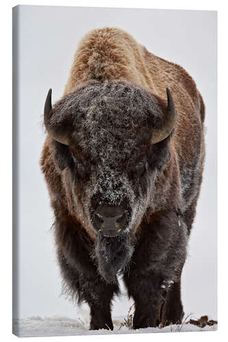 Canvas-taulu Bison in winter