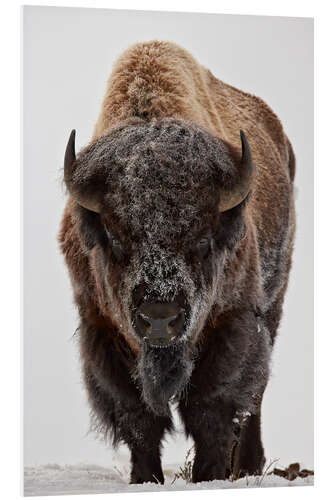 PVC print Bison in winter