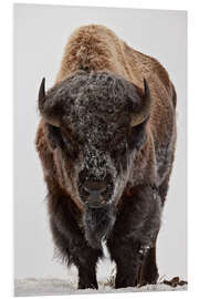 Foam board print Bison in winter