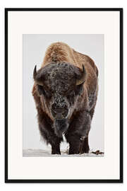 Gerahmter Kunstdruck Bison im Winter
