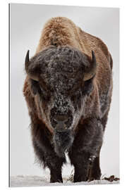 Gallery Print Bison im Winter