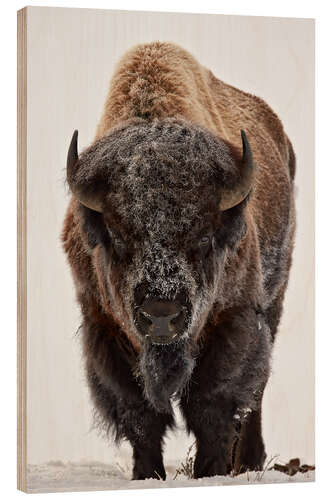 Wood print Bison in winter