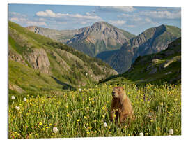 Tableau en aluminium Marmot in the mountains