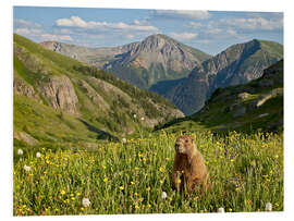 Tableau en PVC Marmot in the mountains