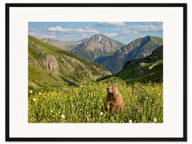 Gerahmter Kunstdruck Murmeltier in den Bergen