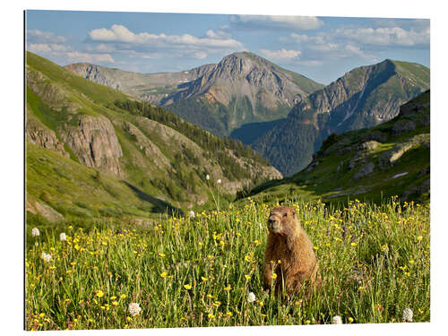 Galleritryk Marmot in the mountains