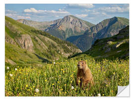 Sticker mural Marmot in the mountains