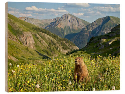 Wood print Marmot in the mountains