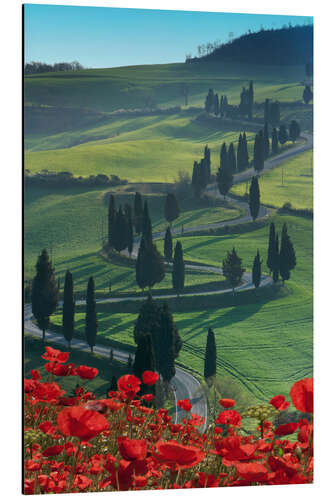 Aluminium print Winding road and poppies, Montichiello, Tuscany