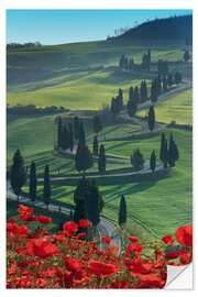 Sticker mural Winding road and poppies, Montichiello, Tuscany