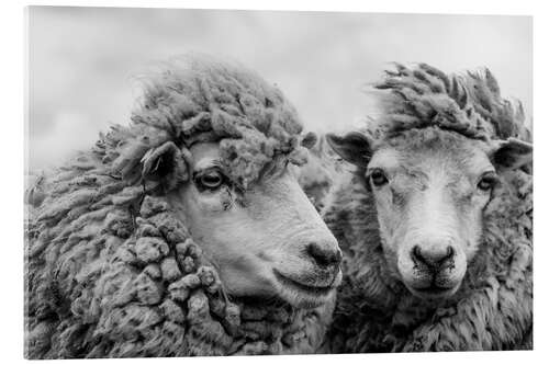 Quadro em acrílico Sheep in the Wind, Falkland Islands