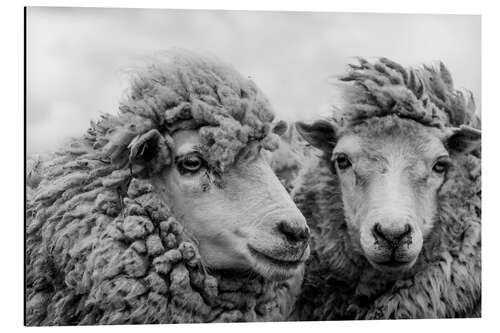 Quadro em alumínio Sheep in the Wind, Falkland Islands