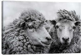 Leinwandbild Schafe vor der Schur, Falklandinseln - Michael Nolan