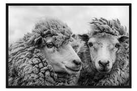 Gerahmter Kunstdruck Schafe im Wind, Falklandinseln