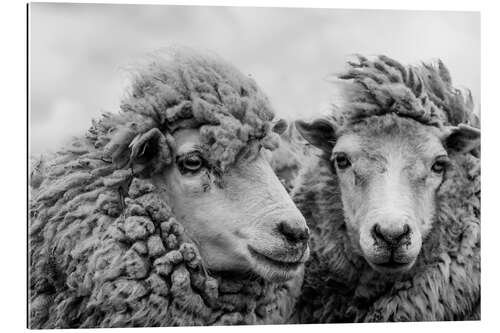 Tableau en plexi-alu Sheep in the Wind, Falkland Islands