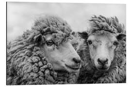 Magnettafel Schafe im Wind, Falklandinseln