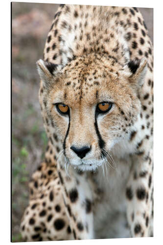 Aluminium print Cheetah on foray, South Africa