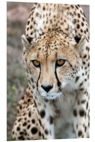 PVC-tavla Cheetah on foray, South Africa